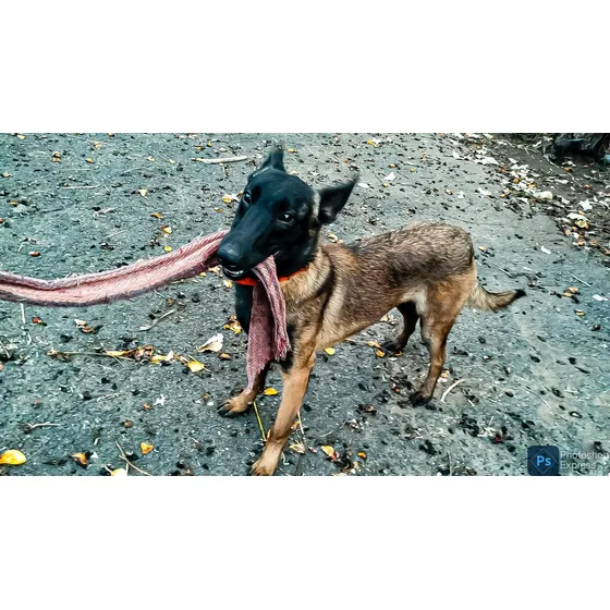 Pastor Belga Malinois (cachorros)