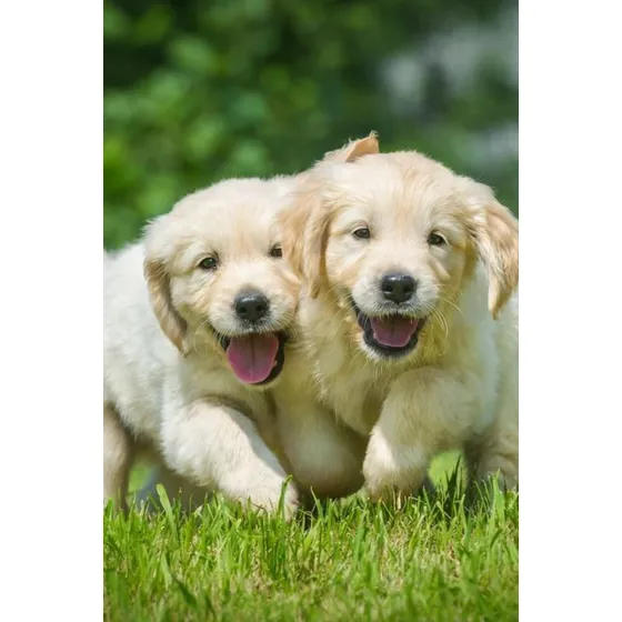 Golden Vacunados Y Desparasitados Con Libreta - Area Canina
