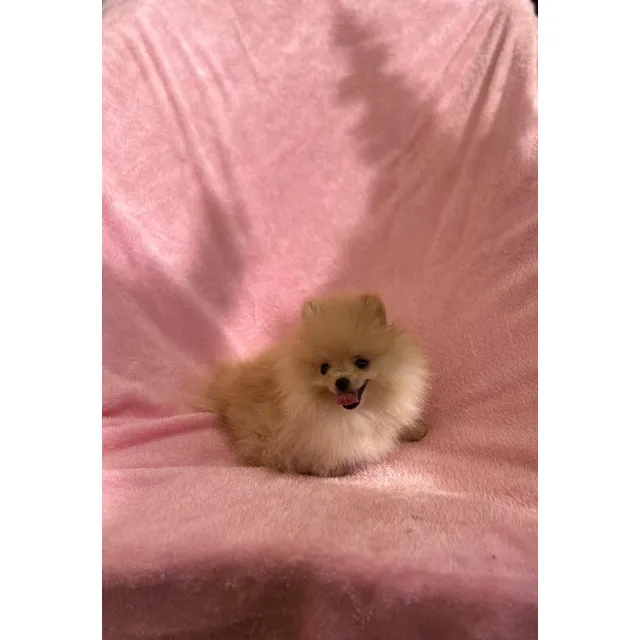 Pomerania Toy Inscrita En Kcc