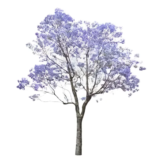 Arbol Jacarandá-5 Años 2 A 3mts. Ent.gratis Caba/gba