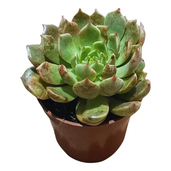 Mini Suculentas Naturais Atacado Kit C/20 + (brinde)