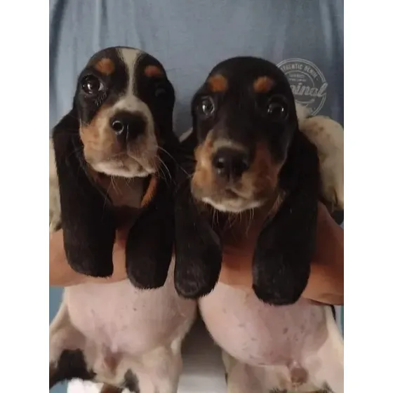 Basset Hounds Batatitas