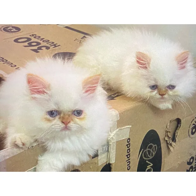 Gatos Persa