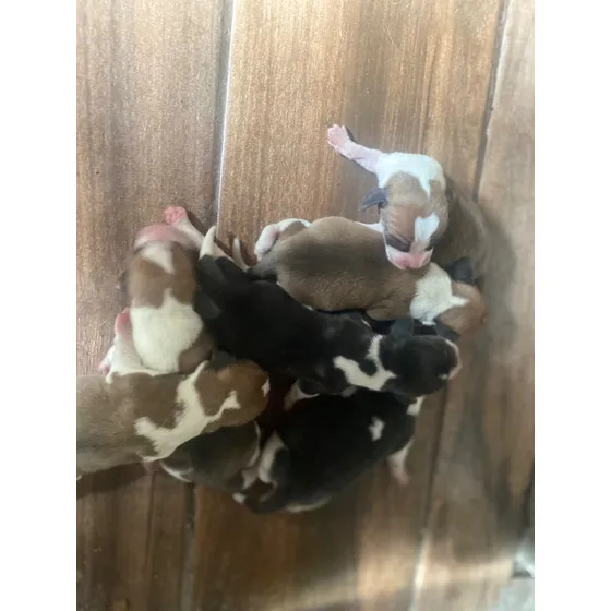 Beagle Machos Y Hembras