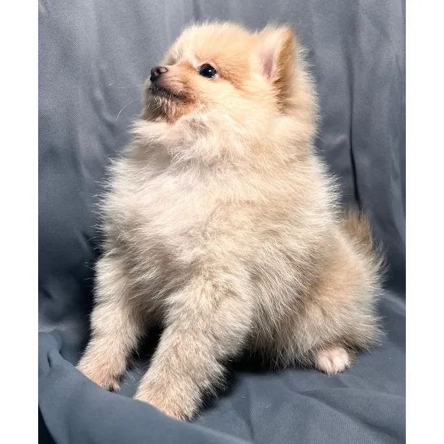 Pomerania Hembra Cara De Oso