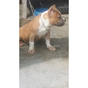american pitbull terrier 9 meses american bully pocket para cruza en crecimiento 9 meses en mercado american pitbull terrier 9 meses american bully pocket para cruza en crecimiento 9 meses en mercado
