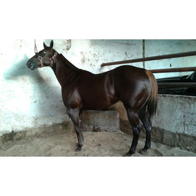Venta De Potrancas Huanimaro Gto en Mercado Libre México Venta De Potrancas Huanimaro Gto en Mercado Libre México