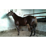 Caballos Cuarto Milla - Caballos y Yeguas en Mercado Libre México Caballos Cuarto Milla - Caballos y Yeguas en Mercado Libre México