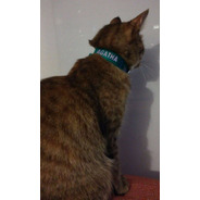 Collar Para Gatos Bordado Personalizado Pet Id