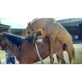 Excelente Caballo Moro Cuarto De Milla en Mercado Libre México Excelente Caballo Moro Cuarto De Milla en Mercado Libre México