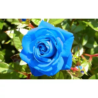 100 Sementes De Rosa Azul - Rosas Raras
