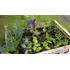 Huerta Orgánica Cajón 28 Plantines De Estación Ó Aromáticas