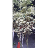 Arbol Acer Butterfly  15lts