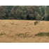 Espectacular Campo De 200 Hectareas En Loncoche