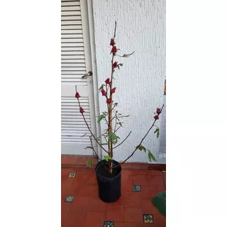 Hibiscus Sabdariffa Semillas ×20 Unidades. 