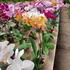Orquídea Phalaenopsis P15 Con 2 Varas Florales Curvas