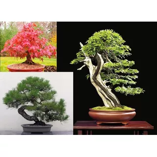 Semillas Bonsai Importadas Arce Japones Cedro Japones Pino  