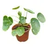 Planta Pilea 