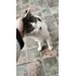 Gato En Adopción Urgente Aprox 4 Meses