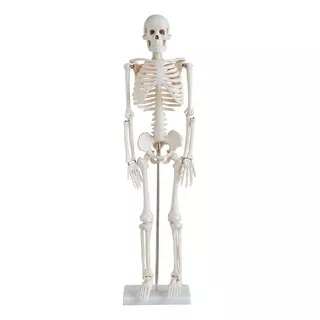 Esqueleto Humano Articulado De 85 Cm De Altura Com Suporte