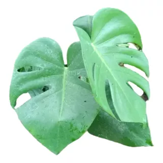 Costilla Adan - Monstera Deliciosa - Filodendro - 3 Lts