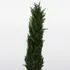 Planta Artificial Pino Con Maceta 0,9 Mts Decoracion Mli Color Verde