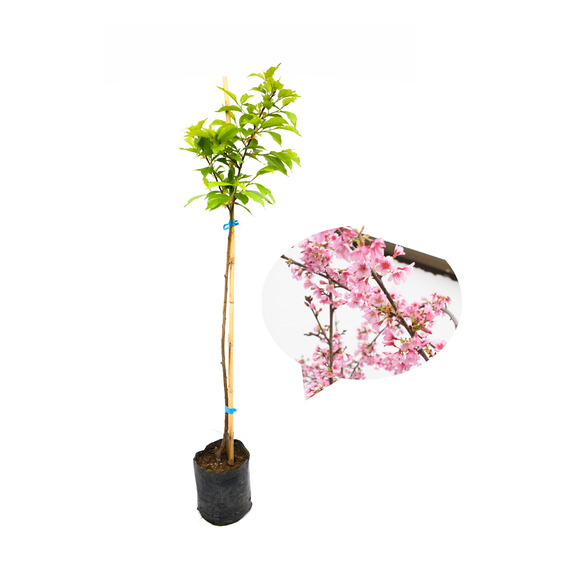 Cerezo Japones (80cm - 99cm) Sakura Arbol Original Planta