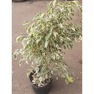 Planta Arbol Ficus Starlight 10lts