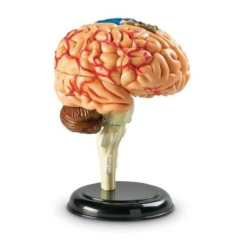 Modelo del Cerebro