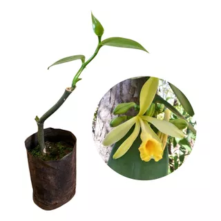 Rara Muda De Orquídea Baunilha - Baunilha Do Cerrado