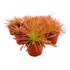 Planta Carnivora Droseras X2