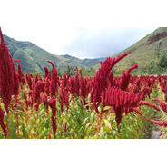 Quinoa Vermelha  Super Alimento Inca 300 Sementes Cultivo