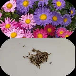 1000 Semillas De Aster De Flor Simple Revuelto 