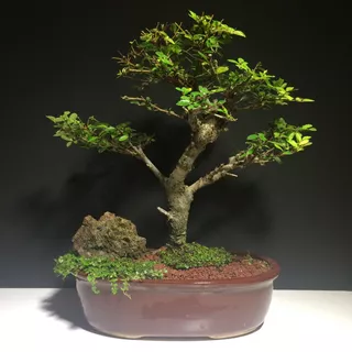Arteenbonsai Olmo Chino Juniperus Ficus Arbol De La Vida