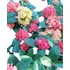 Plantínes Hortensia Japonesa Ixoria