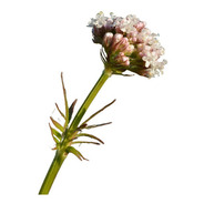 30 Sementes De Valeriana Valeriana Officinalis Erva Flor