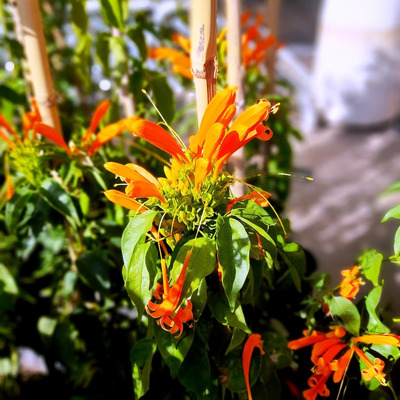 Planta De Bignonia Venusta Trompeta Enredadera Naranja