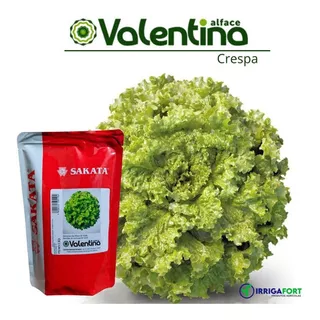 Sementes De Alface Crespa Valentina 7.500 Sementes - Sakata