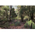 Venta Campo Curarrehue
