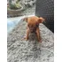 Disponível Pinscher 66 Dias 1a Dose Vacina, Vermifugado