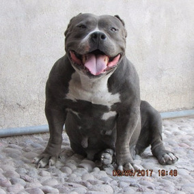 american pitbull terrier 9 meses american bully pocket para cruza en crecimiento 9 meses en mercado american pitbull terrier 9 meses american bully pocket para cruza en crecimiento 9 meses en mercado
