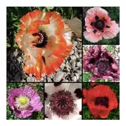 Flores Amapola Oriental Mix Semillas 6 Colores + Guía 