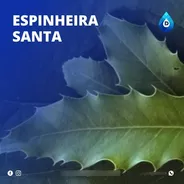 Extrato Vegetal Composto De Esp. Santa 100% Natural | 20 Ml
