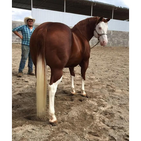 Venta De Potrancas Huanimaro Gto en Mercado Libre México Venta De Potrancas Huanimaro Gto en Mercado Libre México