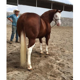 Caballos Cuarto Milla - Caballos y Yeguas en Mercado Libre México Caballos Cuarto Milla - Caballos y Yeguas en Mercado Libre México
