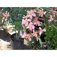 Adelfa, Adelfas, Laurel Rosa, Nerium Oleander 10lts