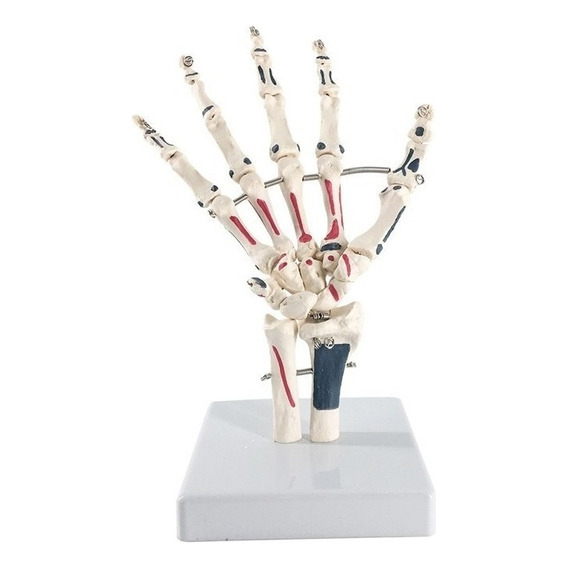 Modelo De Anatomía De La Articulación De La Mano Humana