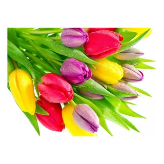 10 Bulbos Tulipán Mix Colores