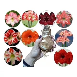 Bulbos Amaryllis Jumbo Exoticos Gigantes X 1  