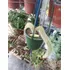 Planta Cactus Cola De Mono